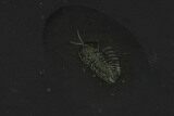 Pyritized Triarthrus Trilobite With Appendages - New York #129111-1